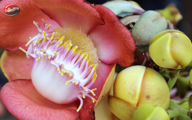 anh-huong-cua-do-cao-den-huong-vi-Robusta (2)